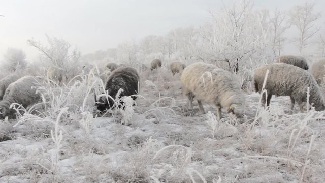 A flock of sheep grazing in the snow in the winter