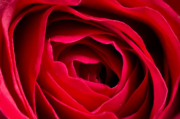 Fototapeta na wymiar Closeup of a Red Rose