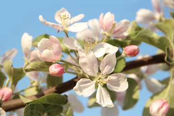 Fototapeta na wymiar 3836_The branch of blossoming apple tree