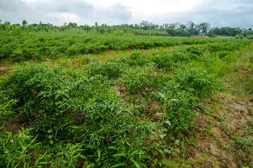 Chili in the field