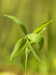 Young Polygonatum multiflorum in the forest