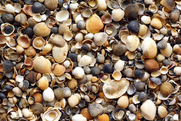 set of seashells top view.