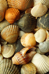 sea shells close-up. wallpapers