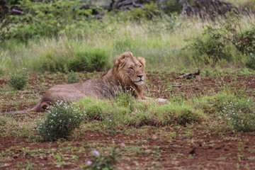 Male lion resting, Kruger National Park, South Africa