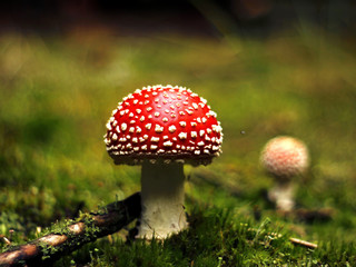 Amanita muscaria in the forest