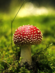 Amanita muscaria in the forest