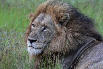 Portrait of impressive male Lion resting in the grass, Kruger National Park, South Africa