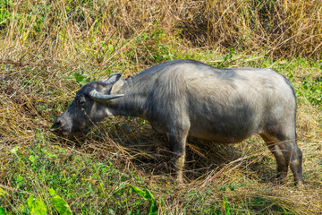 Asian buffalo in the field in Thailand