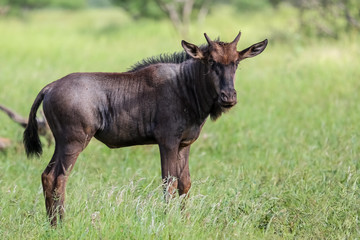 Blue wildebeest looking in the green grassland, Kruger National Park, South Africa