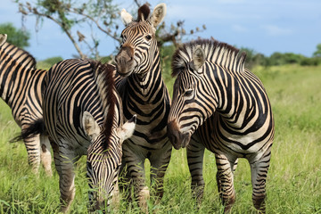 Fototapeta na wymiar Three zebras crowding together in the green grassland, Kruger National Park, South Africa