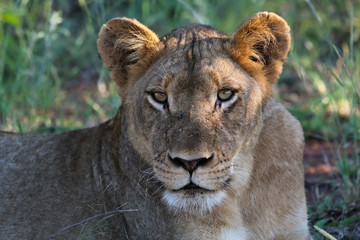 Obraz na płótnie Canvas Close up portrait of lioness, Kruger National Park, South Africa