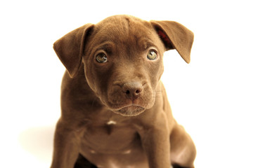 little pitbull on a white background