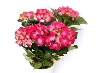 Red hydrangea in a pot