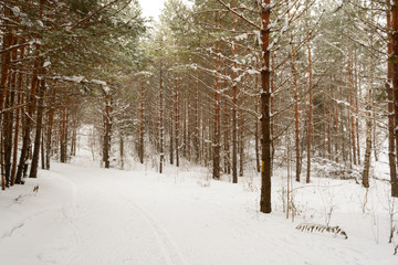 Winter landscape with snow covered trees