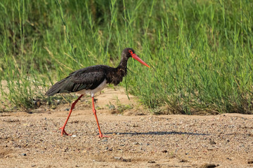 Black stork walking, Kruger National Park, South Africa