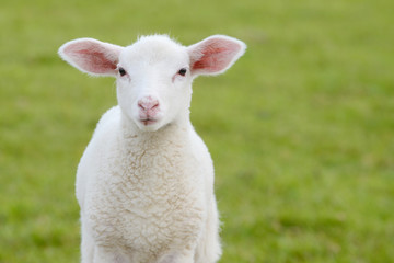 Naklejka premium lamb standing on pasture