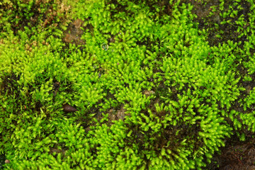 Plants and moss plant in pot