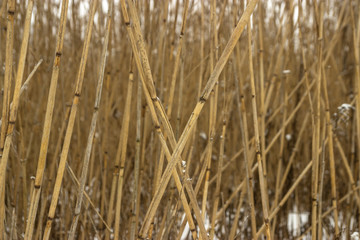 Fototapeta premium texture of reeds, iced cane