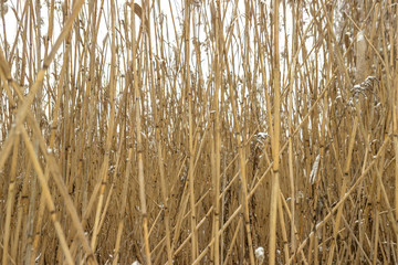 texture of reeds, iced cane