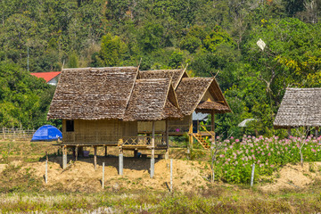 Fototapeta na wymiar Wood hut in rice field countryside in Pai, Thailand