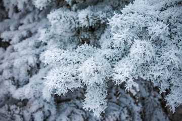pine branch in the snow in winter. nature background