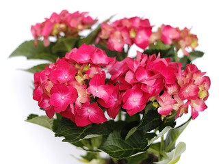 Obraz premium Red hydrangea in a pot