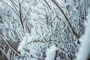 trees in the snow on a winter day, nature background