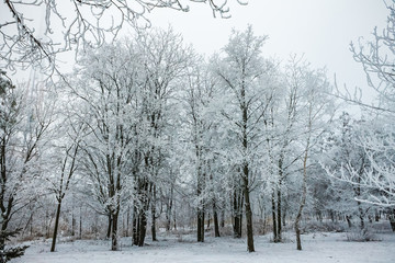 trees in the snow on a winter day, nature background