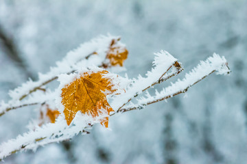 trees in the snow on a winter day, nature background