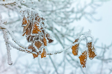 trees in the snow on a winter day, nature background