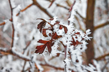 trees in the snow on a winter day, nature background