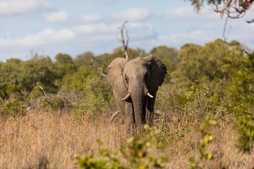 Obraz premium Elephant walking out of the bush