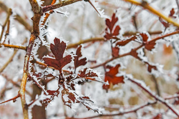 trees in the snow on a winter day, nature background