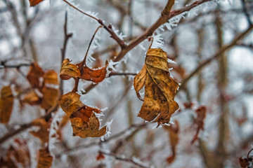 trees in the snow on a winter day, nature background