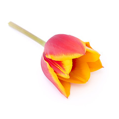 Naklejka premium orange tulip on a white background