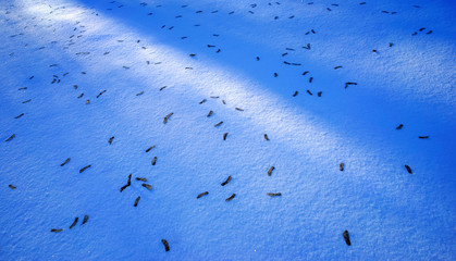 Blue snow ground in winter