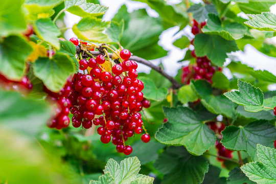 Rote Johannisbeeren
