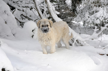 mountain dog and snow
