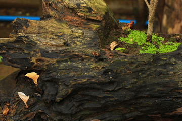 Plants and moss plant in pot