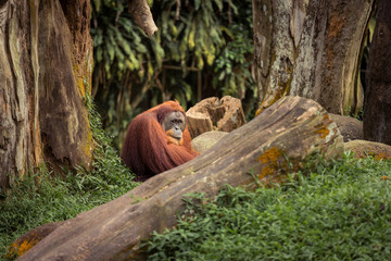 Male orangutan sited