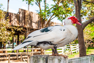 Close-up to Muscovy Duck in Farm