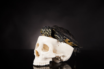 Turtle on a human skull
