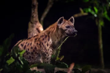 Tuinposter Zijaanzicht van een hyena © Filipe Lopes