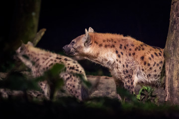 Side view of one hyena