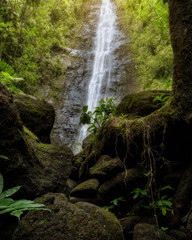 manoa falls hawaii