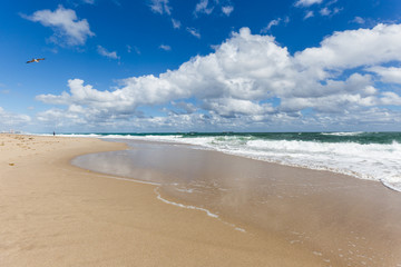 seagull, sand and blue sky/ white waves curling  into an arched form and breaking on the shore 