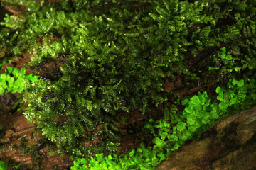 Fototapeta na wymiar Plants and moss plant in pot