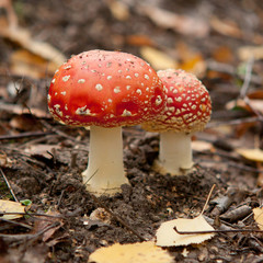fungus in autumn forest
