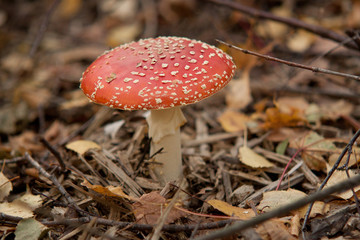 fungus in autumn forest