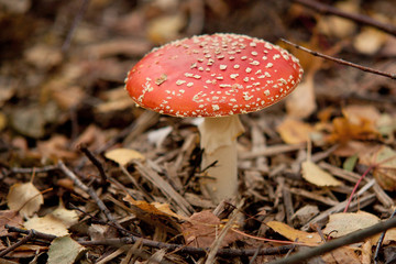 fungus in autumn forest